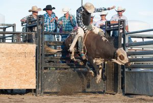 A man is riding a bowl at a rodeo while other men watch behind the gate. They are all wearing cowboy hats.