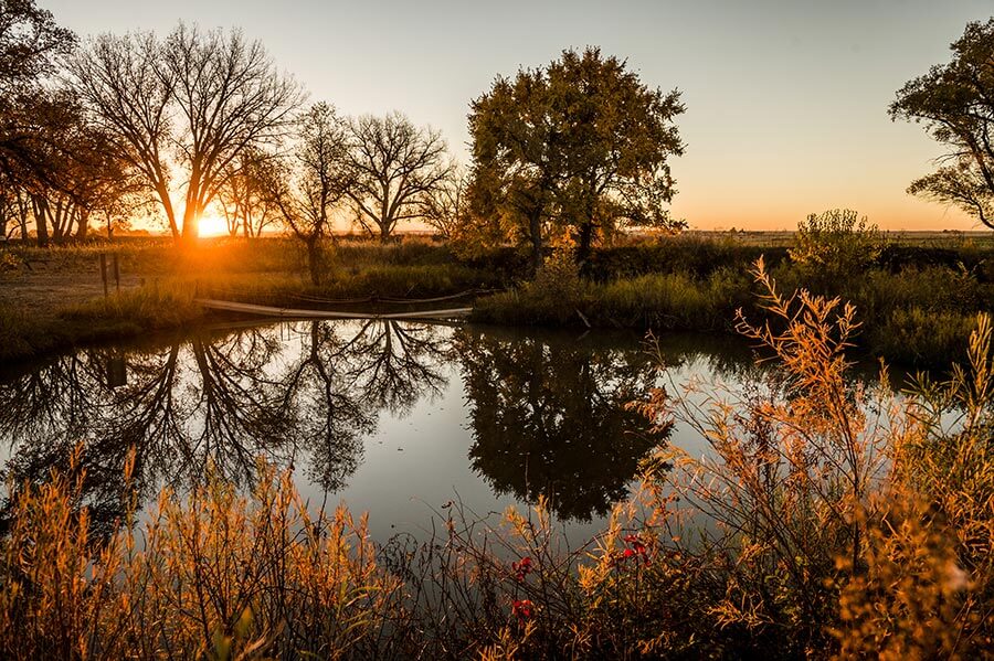 Sunsetting through winter trees across a pond.