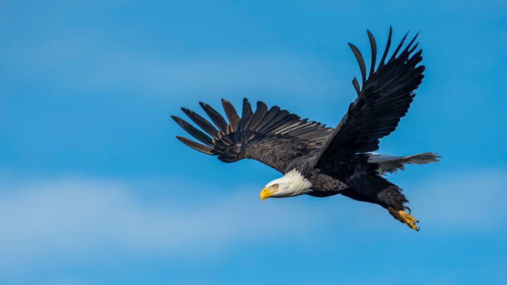 A bald eagle in flight against a blue sky over Morgan County, Colorado